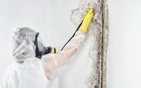 Walden, NY Mold Prevention & Removal  Company